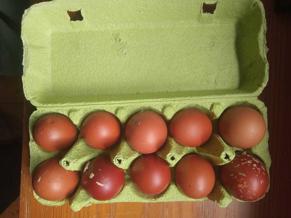 Najwyższej jakości świeże 100% jaja lęgowe Marans - Dark shell Wysyłka