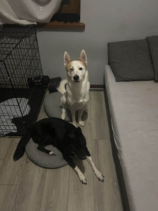 Pieski do adopcji za darmo