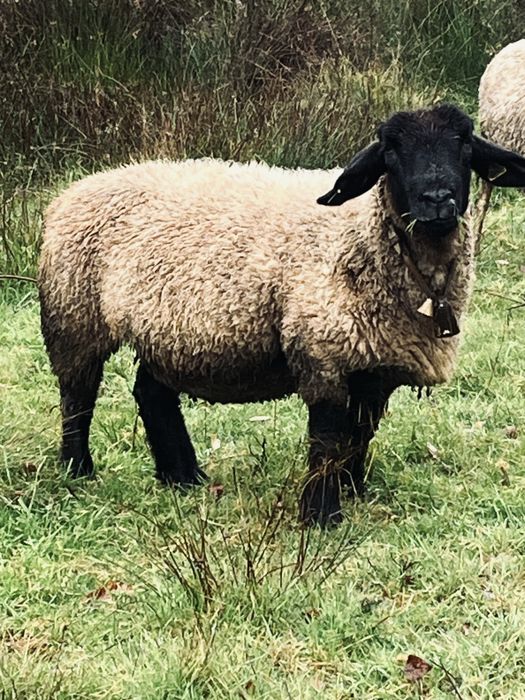 Ovelha sulfock ……..