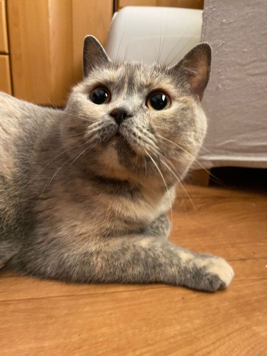 Kotka brytyjska liliowa