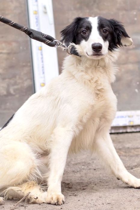 Милый мальчик Пилот ищет дом