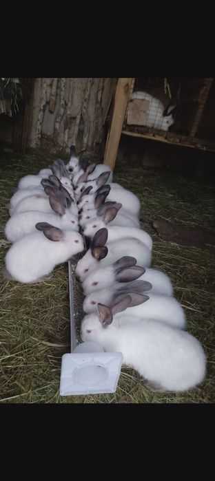Продам кролів. Ічня.