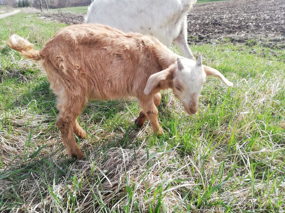 Koziołek zmieni stado