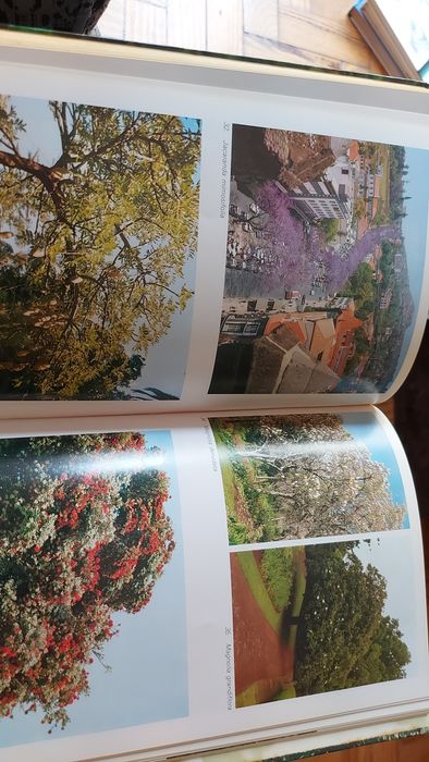 Flores da Madeira de Rui Vieira