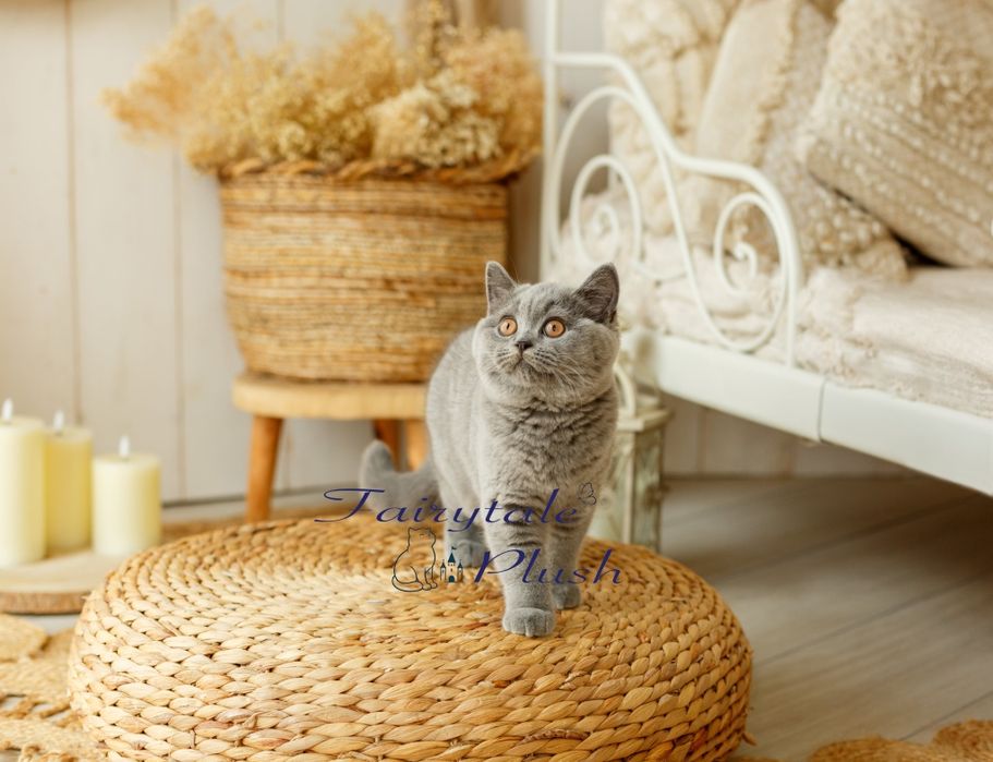 Gatinha British Shorthair Azull