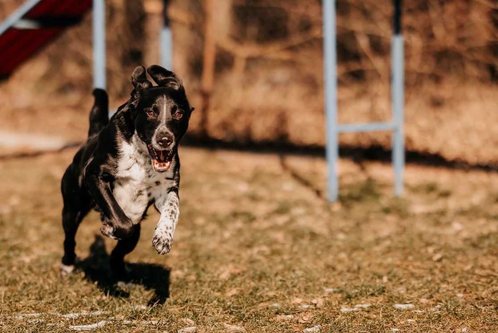 Szukasz psa z poczuciem humoru i nieskończoną energią? Kevin czeka!