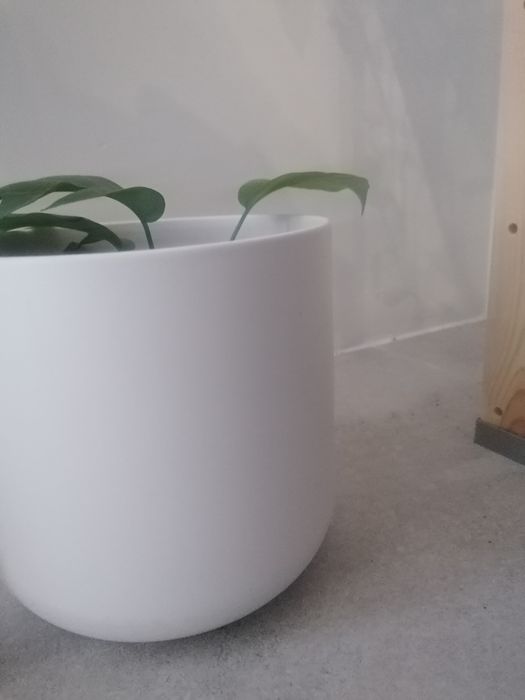 Monstera rhaphidophora tetrasperma