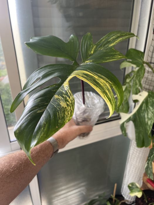 Philodendron florida beauty