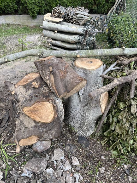 Orzech włoski drzewo