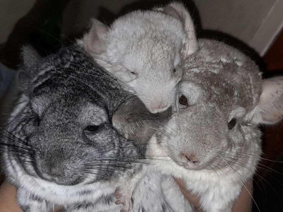 Дружелюбна  пухкенька ( сіра та біла] дівчинка