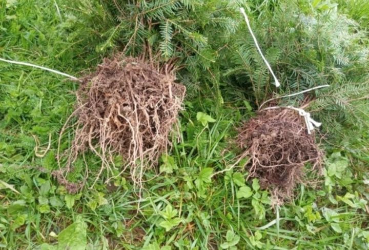 Sadzonki jodła pospolita  40 groszy sztuka