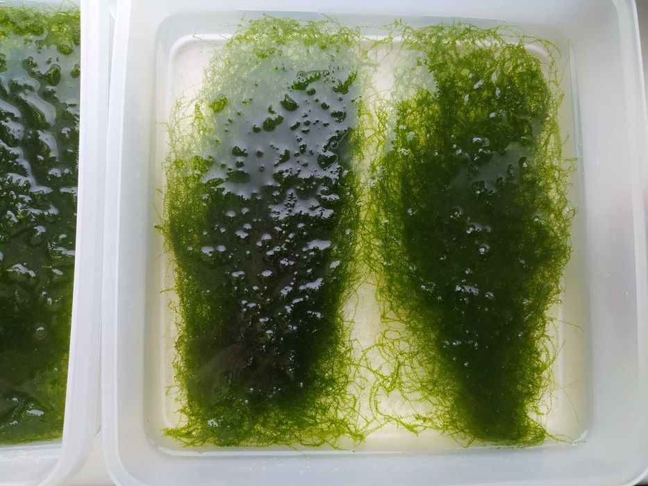 поделюсь мхом для аквариума (недорого)