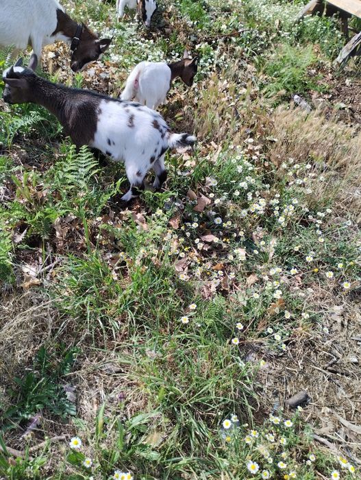 Cabrito anão para venda