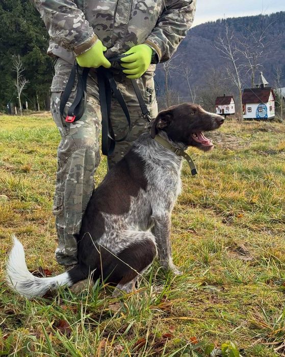 Чак, дратхаар, шукає дім