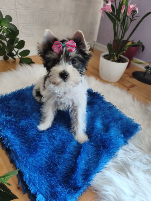 Yorkshire terrier biewier śliczna sunia