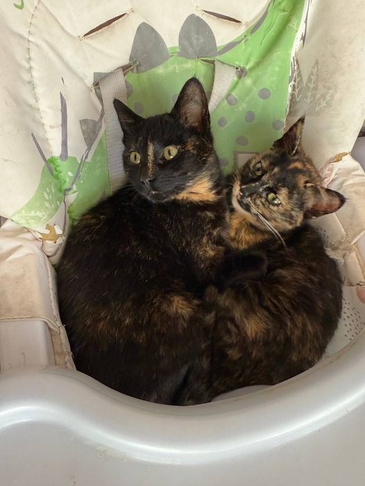 Несчастные кошечки бесплатно