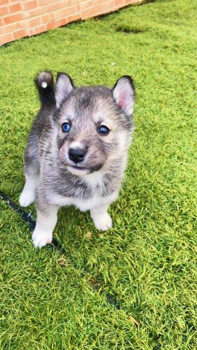 Husky siberiano
