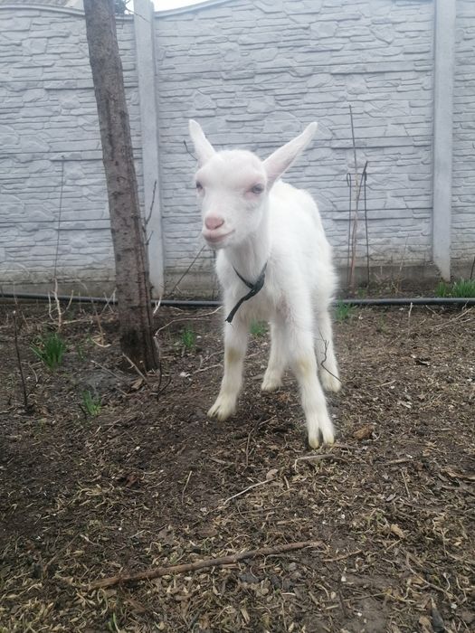 Продам зааненского козленка