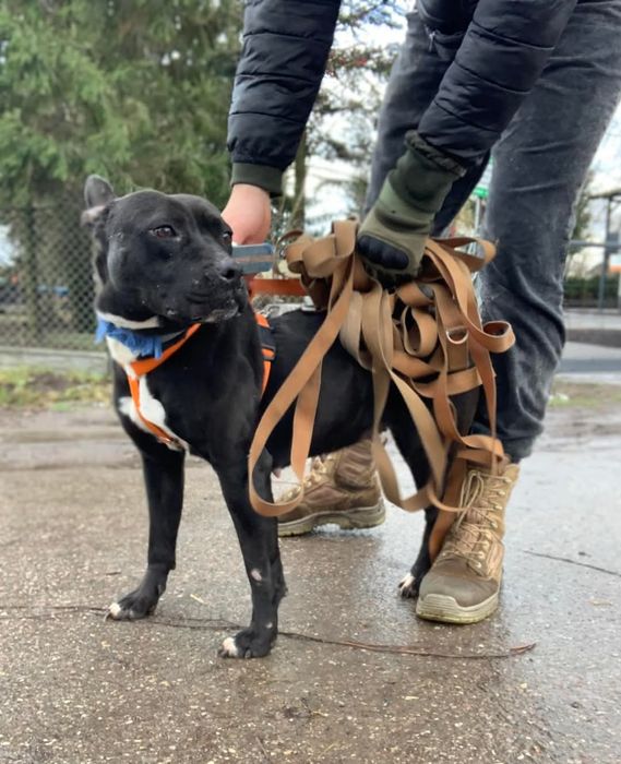 Ulka do Odpowiedzialnej adopcji