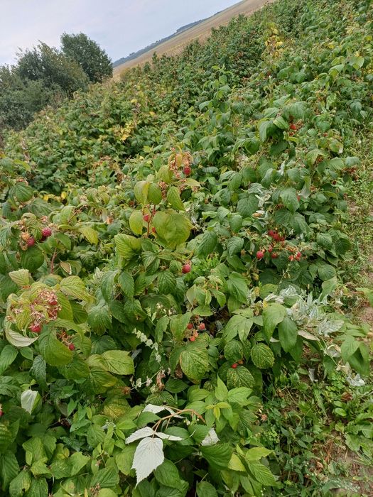 Саджанці малини Полана.