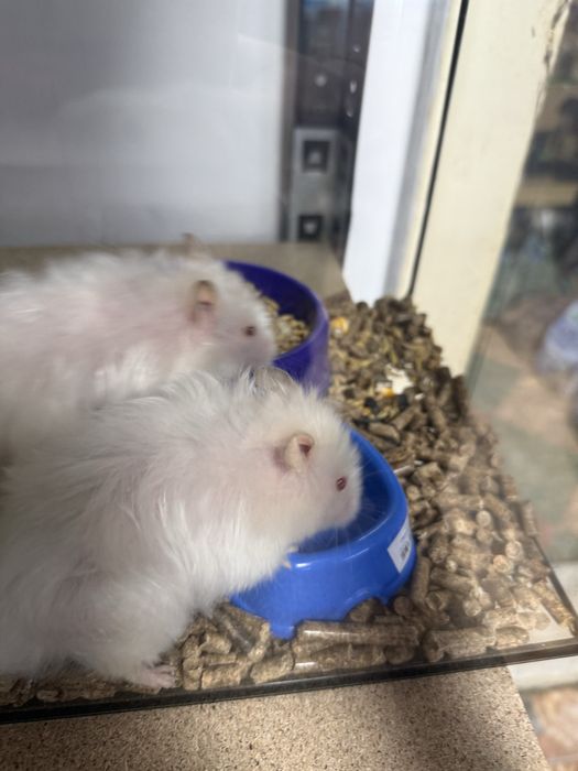 Хомяки хлопчики та дівчатка