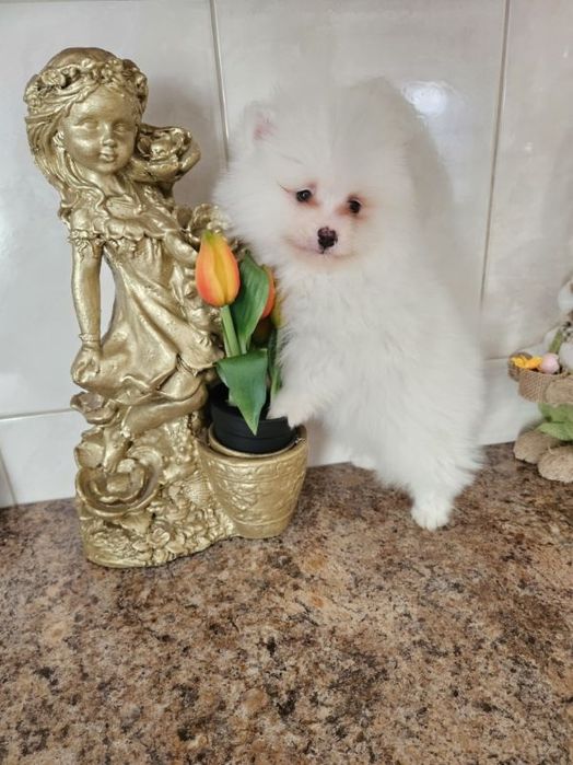 Szpic miniaturowy Pomeranian