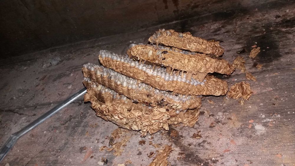 Szerszenie osy usuwanie