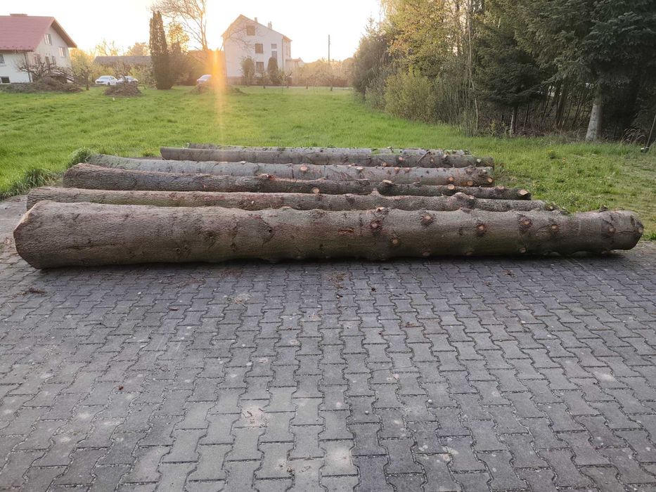 Pnie jodłowe 5m-