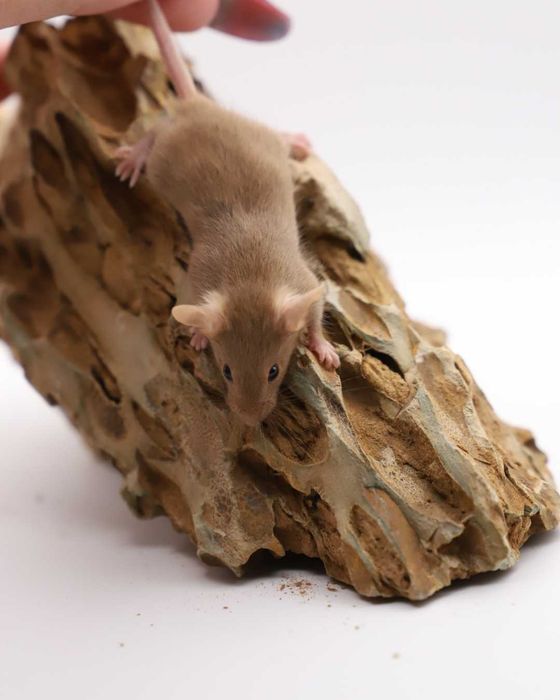Mysz rasowa, mysz, myszy rasowe, mysz domowa, mysz z rodowodem, myszka