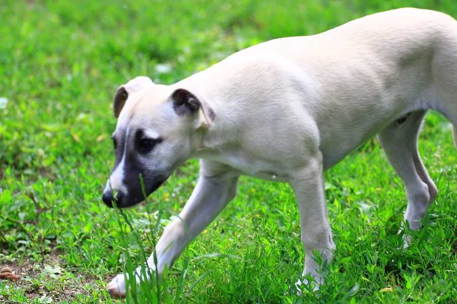 whippet  Chart angielski Otis