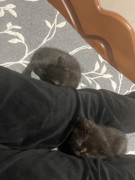 Віддамо котика 2 місяці