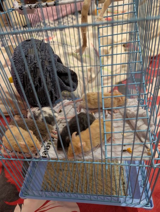 Миші кучеряві сатинові