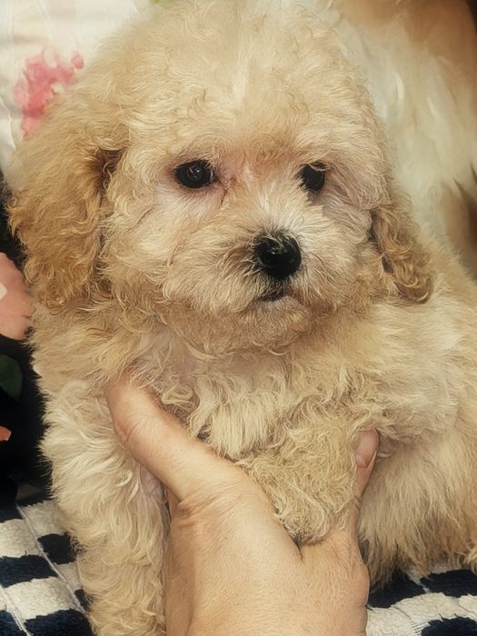 Mała suczka Maltipoo