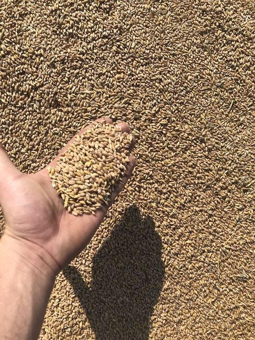 Зерно - пшениця, ячмінь