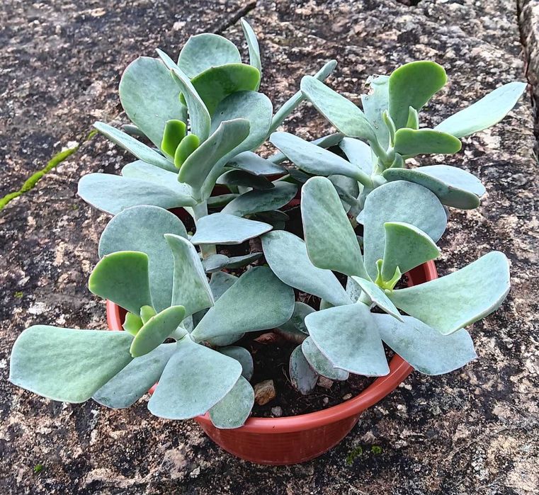 Planta verdadeira em vaso 20 cm