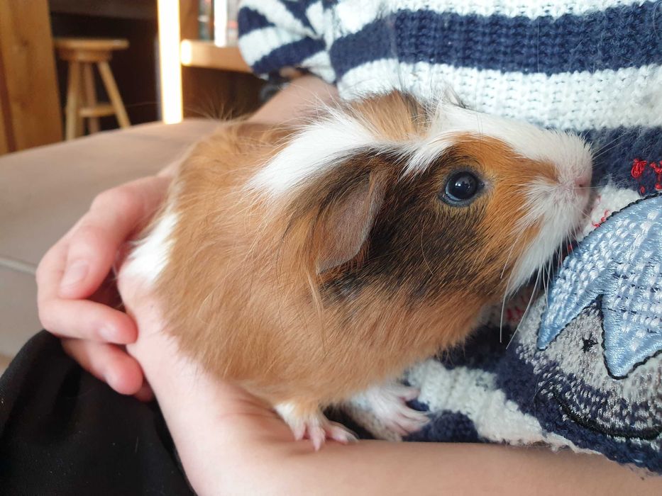 Świnki morskie młode