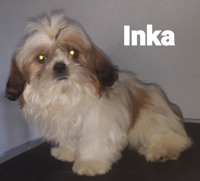 Shih-tzu sunia Inka Green House