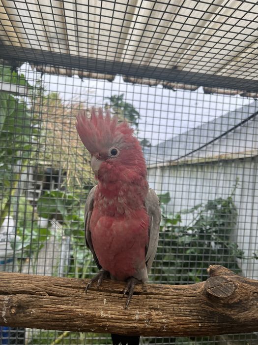 Lutino Casal Cacatua Galah macho lutino