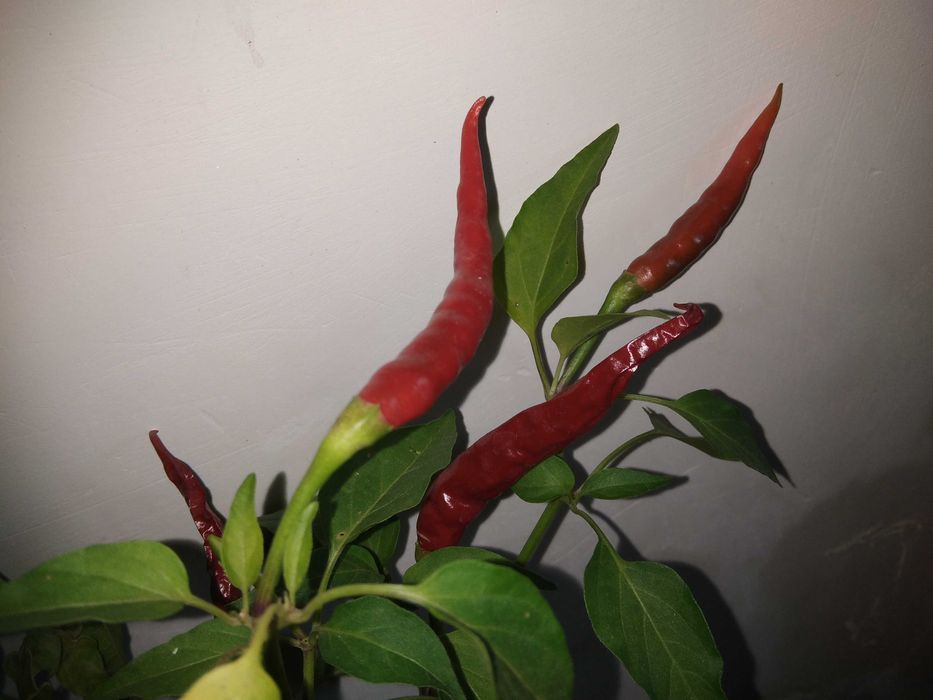 перчик комнатный