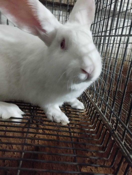 Coelhas para Reprodução