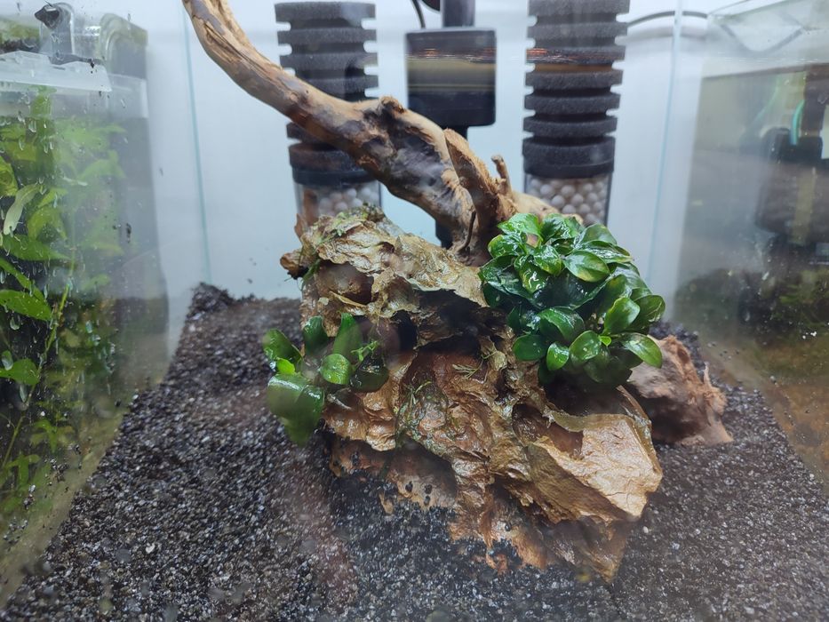 Pedra Dragon Stone com Anuvias nana bonsai