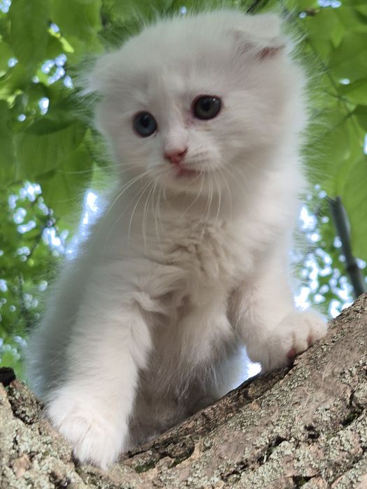 Неймовірно гарні кошенята.