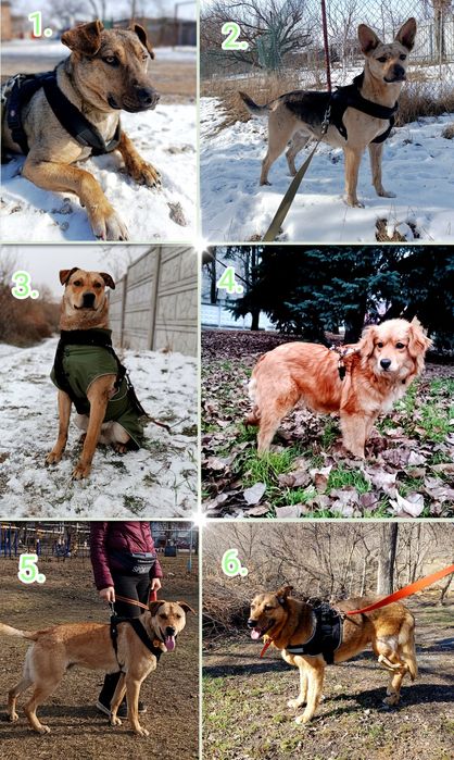 Віддам в добрі руки