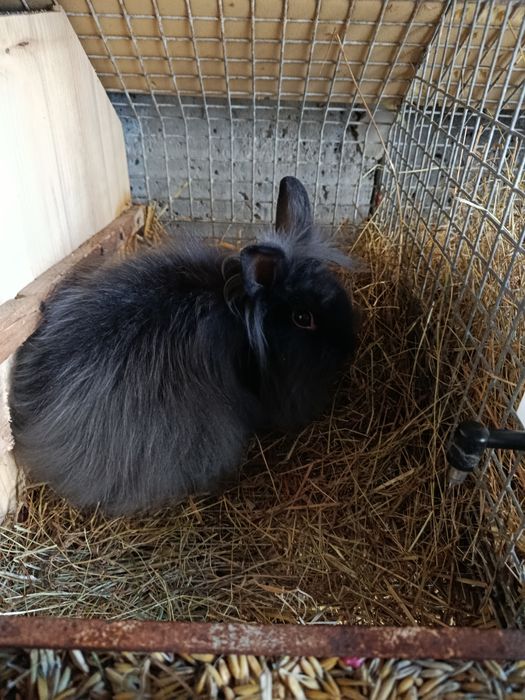 Sprzedam trzy miesięczne króliki