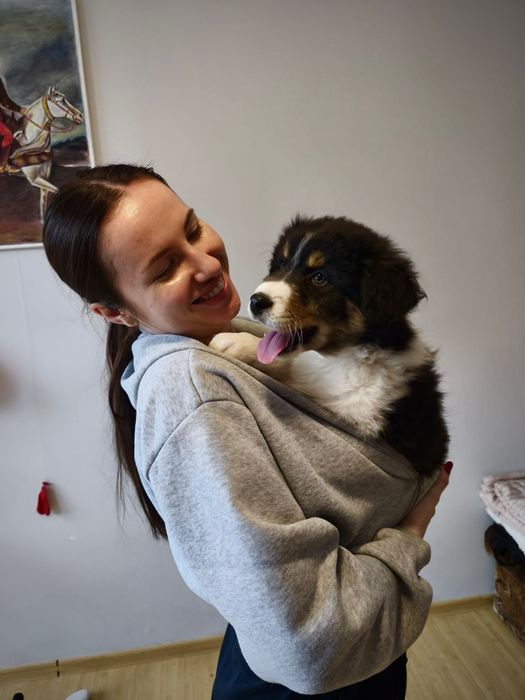 Owczarek Australijski-piesek