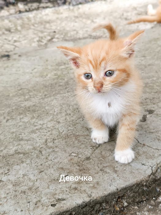Котята бесплатно