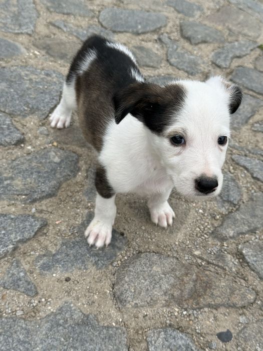 Border Collie fêmea