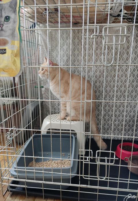 Котики - перетримка у великих боксах