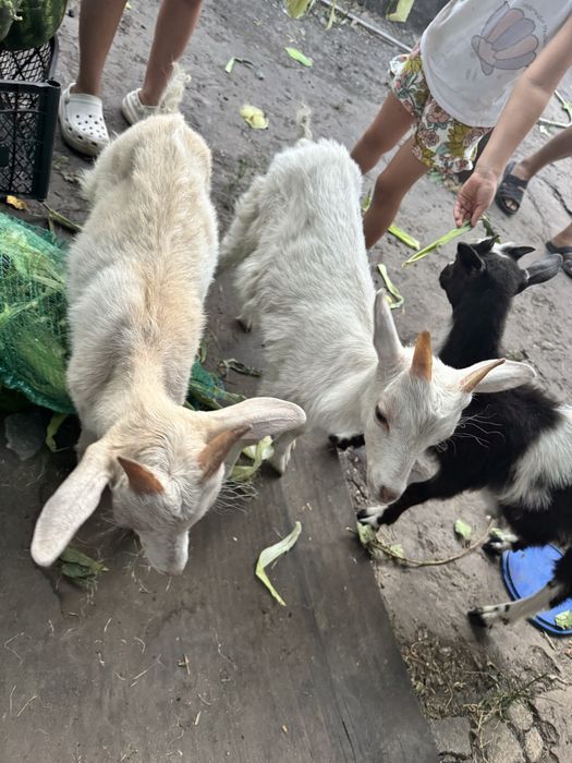 Продам козу и козлят