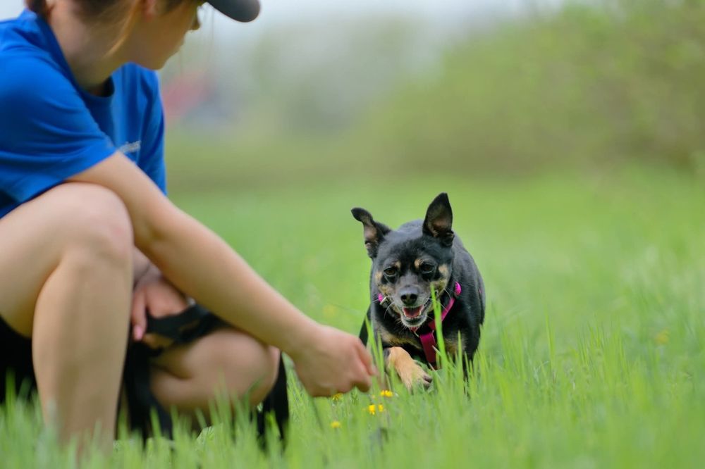 Malutka sunia Jessie szuka domu